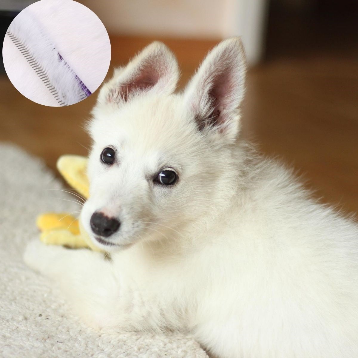 Pratik Plastik Kedi Köpek Temizlik Bakım Yıkama Aleti Fırçası Ve Köpek Tüyü Tarağı Seti