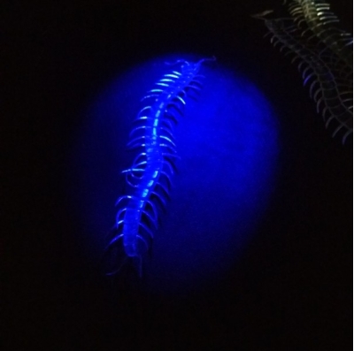 Şaka Yılan ve Kırkayak Karışık 36 Adet